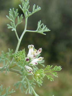 Fumaria_parviflora_SantaPonsa_Mallorca2008_ja02.jpg