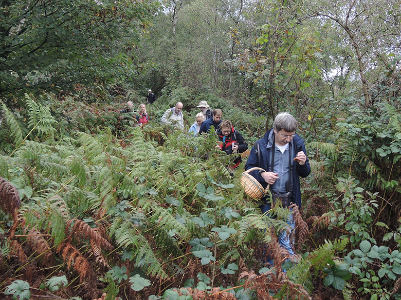 GE_Rheinelbe_201019_Pilze_ja18.jpg