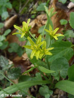 Gagea_lutea_%20Warstein_210412_TK09.jpg