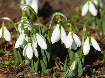 Galanthus_elwesii_150217_HS01.jpg