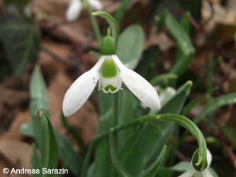 Galanthus_elwesii_AS01.jpg