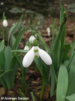 Galanthus_elwesii_AS02.jpg