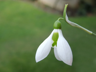 Galanthus_elwesii_BOEhrenfeld_280216_ja03.jpg