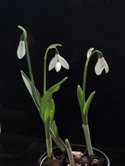 Galanthus_elwesii_BOEhrenfeld_280216_ja19.jpg