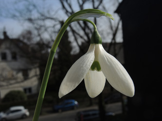 Galanthus_elwesii_BOEhrenfeld_280216_ja22.jpg