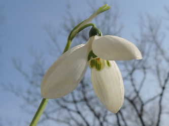 Galanthus_elwesii_BOEhrenfeld_280216_ja25.jpg