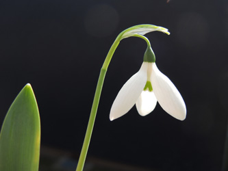 Galanthus_elwesii_BOEhrenfeld_280216_ja29.jpg