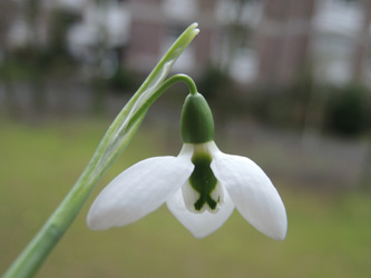 Galanthus_elwesii_Bielefeld_070216_ja02.jpg