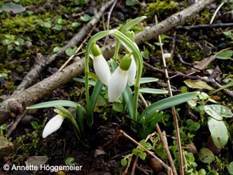 Galanthus_nivalis_AachenWestfriedhof170213_ho01.jpg