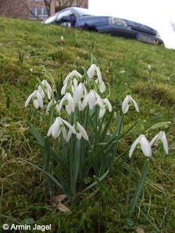 Galanthus_nivalis_BORoncalli270208_ja03.jpg