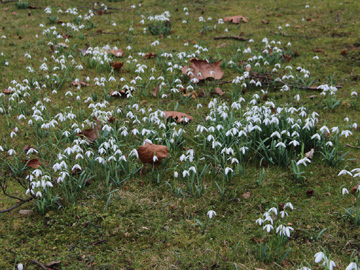 Galanthus_nivalis_BOStadtpark_GehoelzeWinter_260217_CB01.jpg