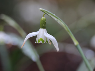 Galanthus_nivalis_BOWeitmarFranziskusfriedhof_060316_CB01.jpg