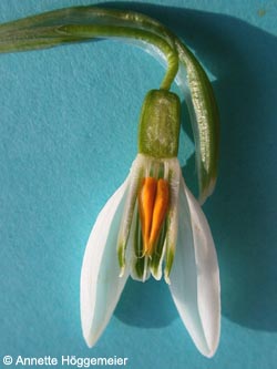 Galanthus_nivalis_Bluetelaengs_ho01.jpg