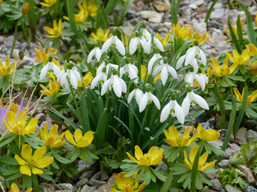 Galanthus_nivalis_Eranthis_hyemalis_PGFM_040312_HS01.jpg