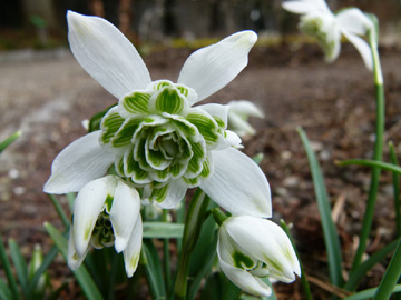 Galanthus_nivalis_FlorePleno_PGFM_040309_HS02.jpg