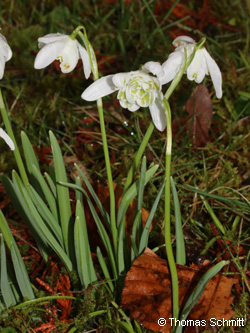 Galanthus_nivalis_FlorePleno_TS01.jpg