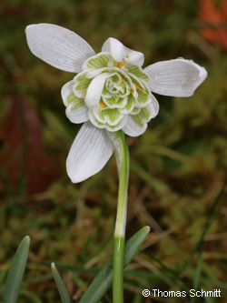 Galanthus_nivalis_FlorePleno_TS02.jpg