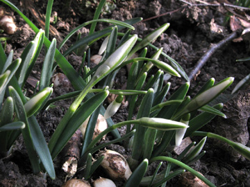 Galanthus_nivalis_Frosttrocknis_BORoncalli030212_ja05.jpg