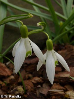 Galanthus_nivalis_MH220309_TK01.jpg