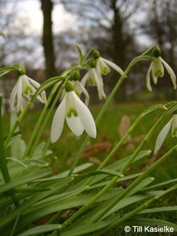 Galanthus_nivalis_MH220309_TK02.jpg