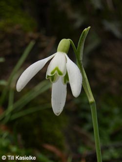 Galanthus_nivalis_MH220309_TK05.jpg