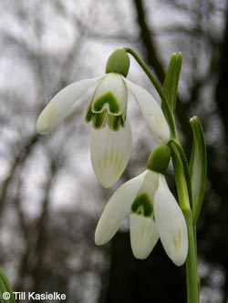 Galanthus_nivalis_MH220309_TK12.jpg