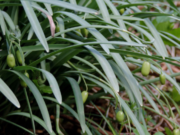 Galanthus_nivalis_NSGAngertal_100416_RTL01.jpg