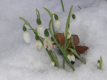 Galanthus_nivalis_PGFM_221209_HS01.jpg