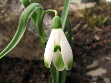 Galanthus_nivalis_Scharlockii_Big_Ears_010211_SA03.jpg