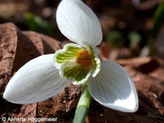 Galanthus_nivalis_ho30.jpg