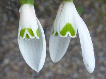 Galanthus_nivalis_woronowii_BOWeitmarFranziskusfriedhof_060316_ho01.jpg