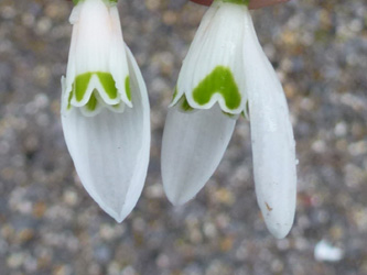 Galanthus_nivalis_woronowii_BOWeitmarFranziskusfriedhof_060316_ho03.jpg