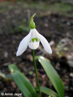 Galanthus_woronowii_BORoncalli150211_ja01.jpg