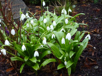 Galanthus_woronowii_BOWeitmarFranziskusfriedhof_060316_ho00.jpg