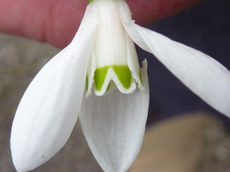 Galanthus_woronowii_BOWeitmarFranziskusfriedhof_060316_ho01.jpg