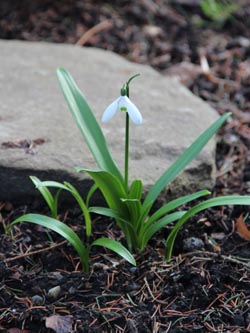 Galanthus_woronowii_BoWeitmarMatthaeusfriedhof230214_CB03.jpg