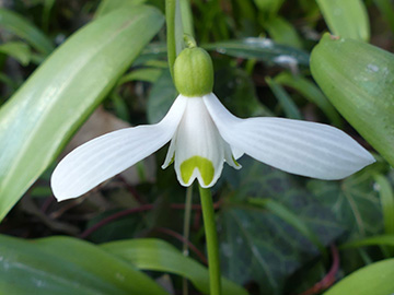 Galanthus_woronowii_Lippetal-Hovastedt_220218_ASchmitz-Miener02.jpg