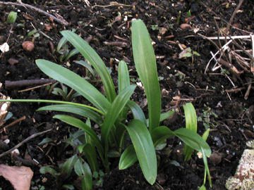 Galanthus_woronowii_Roncalli010311_ja14.jpg