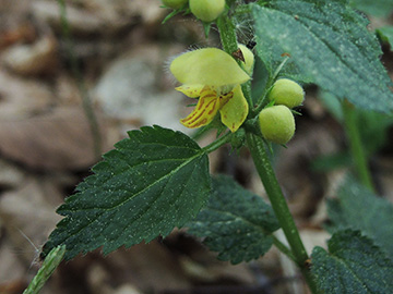 Galeobdolon_endtmannii_Hemer-Apricke_Hoppenberg_290418_ja01.jpg