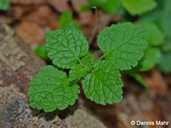 Galeobdolon_luteum_Greven_230515_DMahr03.jpg