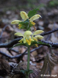 Galeobdolon_luteum_Greven_230515_ja06.jpg