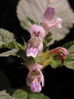 Galeopsis_bifida_Ascheberg060810_ja01.jpg