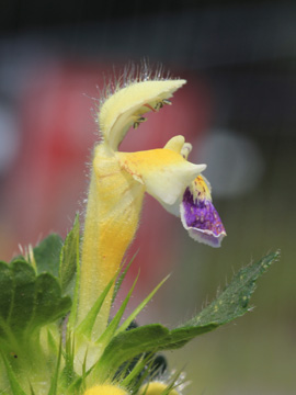 Galeopsis_speciosa_DO-Derne_130816_CB06.jpg