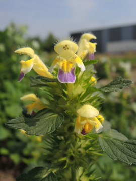 Galeopsis_speciosa_DO-Derne_ZecheGneisenau_130816_TK80.jpg