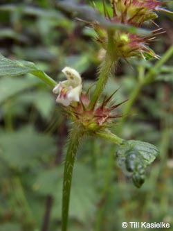 Galeopsis_tetrahit_MarlDieBurg250709_TK05.jpg