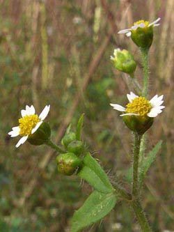 Galinsoga_ciliata_BO_ja06.jpg