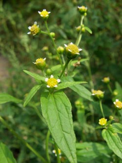 Galinsoga_parviflora_Bremm_Mosel2009_150809_TK03.jpg