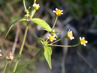 Galinsoga_parviflora_ja.jpg