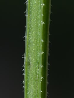 Galium_aparine_020612_CB04.jpg