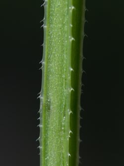 Galium_aparine_020612_CB04.jpg